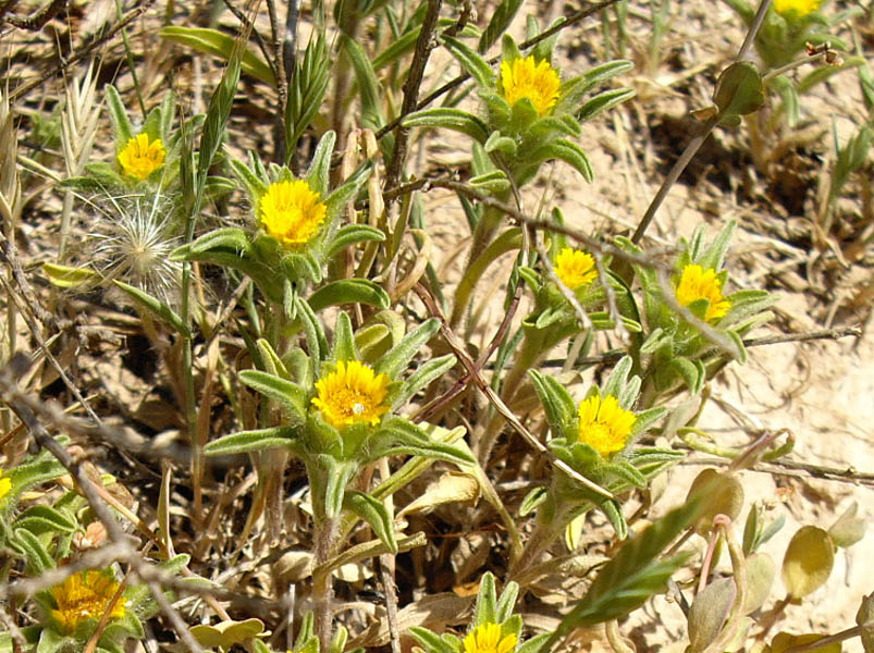 Pallenis spinosa en fleurs sur un terrain sec et sablonneux en Espagne